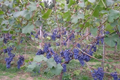 dojrzewające-winogrona