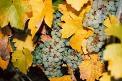 winnica-jesienia-2