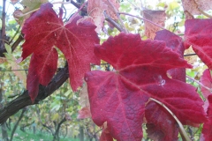 winnica-jesienia